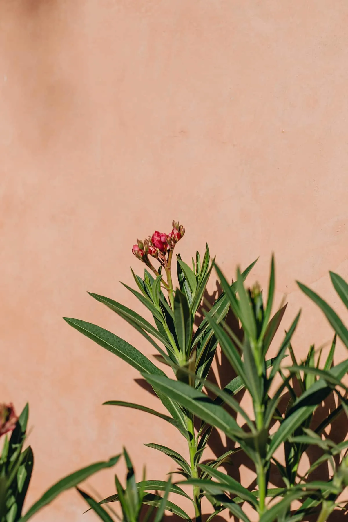 Casa Nah Merida & Yucatan